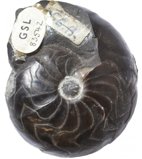 sudeticeras-newtonense-holotype.jpg