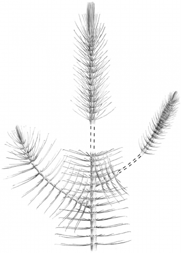 the-reconstruction-of-sphenophyllum-myriophyllum-crepin-showing-the-position-of-different.png