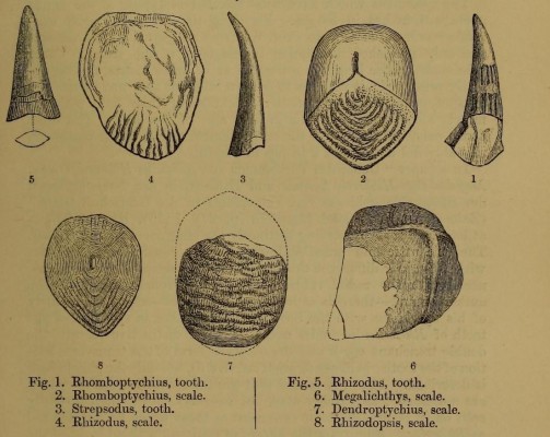 the_quarterly_journal_of_the_geological_society_of_london_-13935692101-.jpg