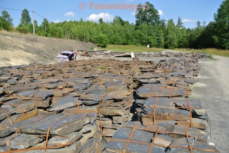 StaréOldřůvky-LesníZátiší-0008