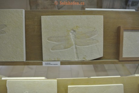 Museum-Berger-2013-0002