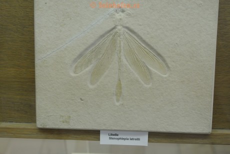 Museum-Berger-2013-0004