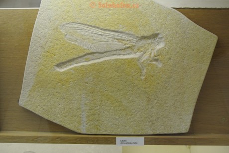 Museum-Berger-2013-0005