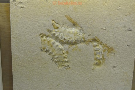 Museum-Berger-2013-0007
