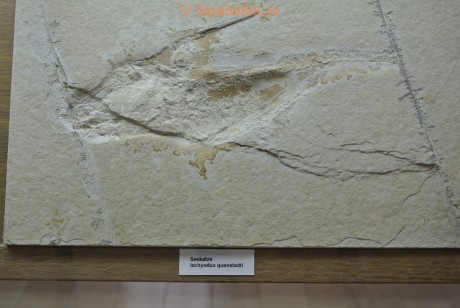 Museum-Berger-2013-0017