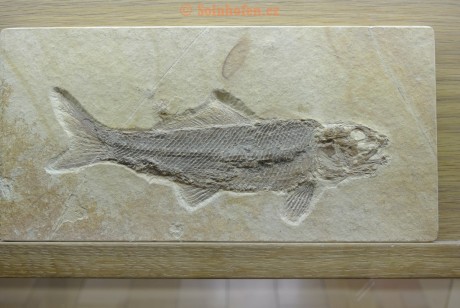 Museum-Berger-2013-0019
