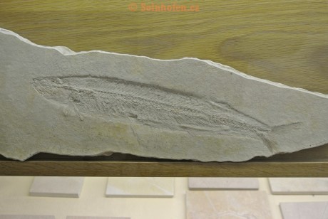 Museum-Berger-2013-0021