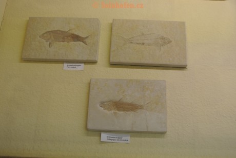 Museum-Berger-2013-0023