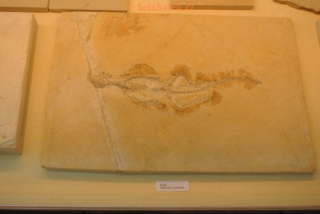 Museum-Berger-2013-0032
