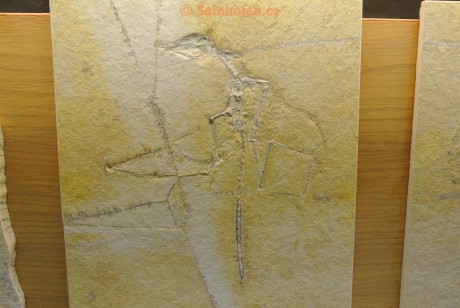 Museum-Berger-2013-0036