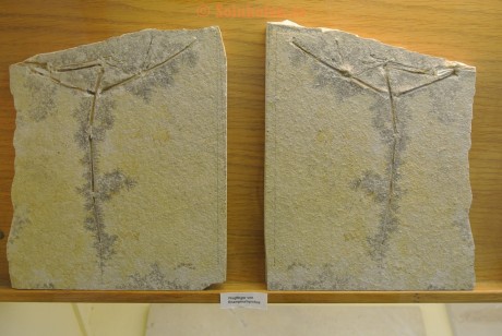 Museum-Berger-2013-0037