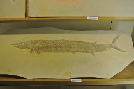 Museum-Berger-2013-0043
