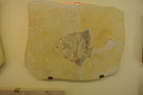 Museum-Berger-2013-0068