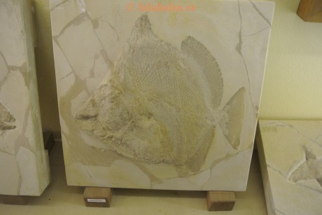 Museum-Berger-2013-0070