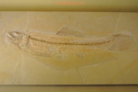 Museum-Berger-2013-0071
