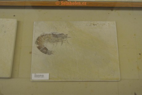 Museum-Berger-2013-0080