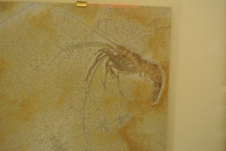 Museum-Berger-2013-0084