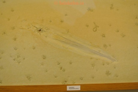 Museum-Berger-2013-0093