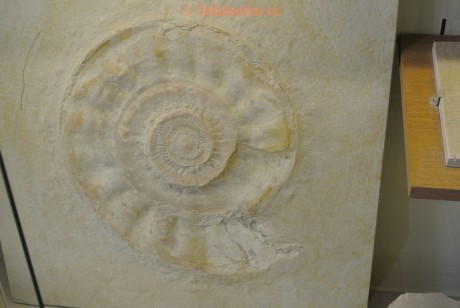 Museum-Berger-2013-0095