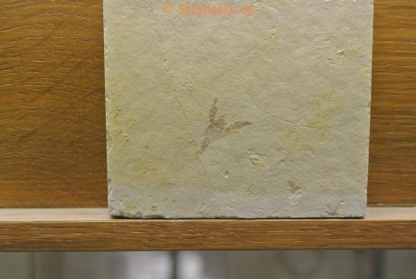 Museum-Berger-2013-0116