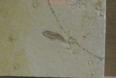 Museum-Berger-2013-0123
