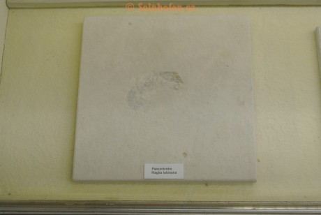 Museum-Berger-2013-0128