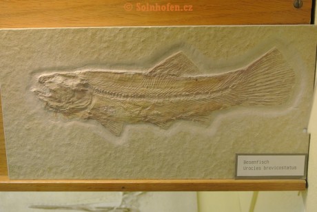 Museum-Berger-2013-0137