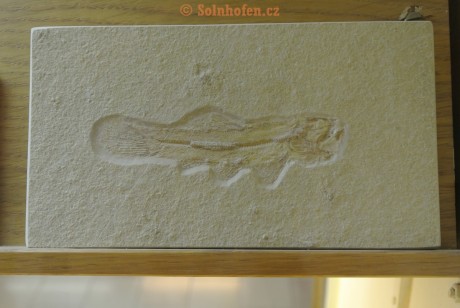 Museum-Berger-2013-0138