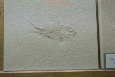 Museum-Berger-2013-0141