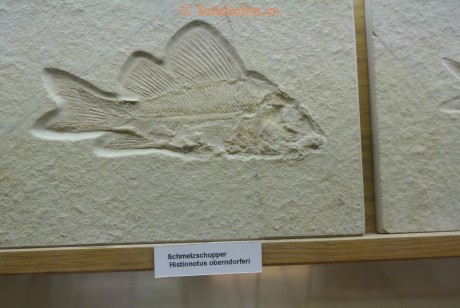 Museum-Berger-2013-0144