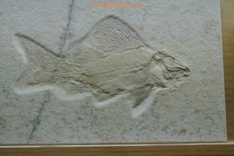 Museum-Berger-2013-0145