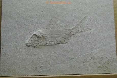 Museum-Berger-2013-0146