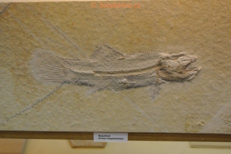 Museum-Berger-2013-0151