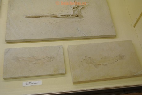 Museum-Berger-2013-0152
