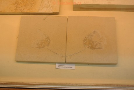 Museum-Berger-2013-0154
