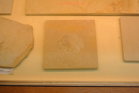 Museum-Berger-2013-0155