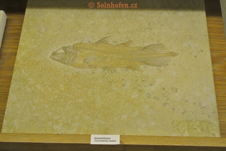 Museum-Berger-2013-0159
