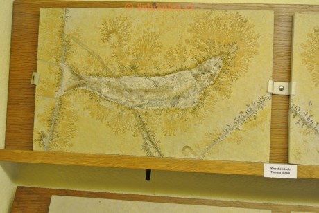 Museum-Berger-2013-0160