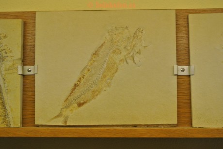 Museum-Berger-2013-0161