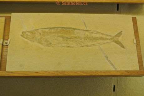 Museum-Berger-2013-0163
