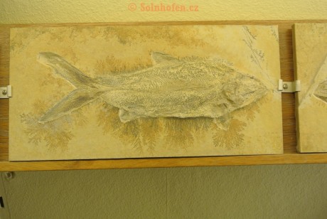 Museum-Berger-2013-0166