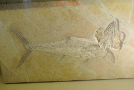 Museum-Berger-2013-0169