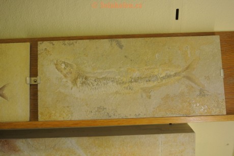 Museum-Berger-2013-0170