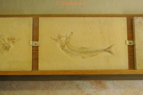 Museum-Berger-2013-0171