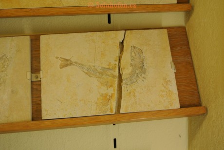 Museum-Berger-2013-0174