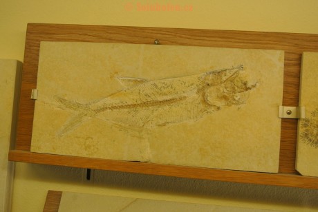 Museum-Berger-2013-0177
