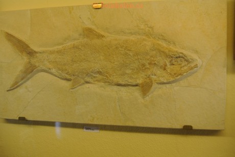Museum-Berger-2013-0178