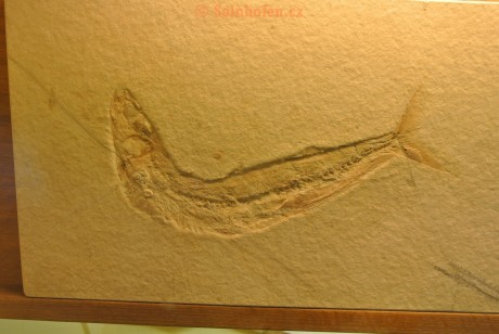Museum-Berger-2013-0183