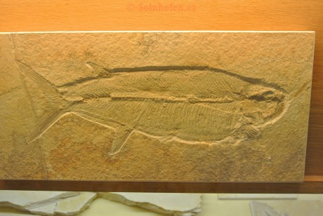 Museum-Berger-2013-0184