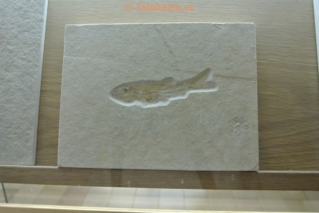 Museum-Berger-2013-0190